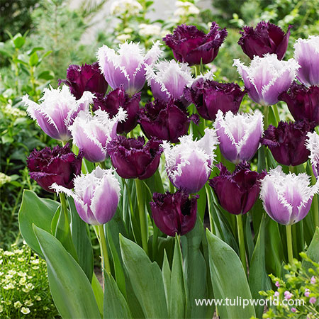 Frilly Purple Tulip Blend Fringed tulips, purple fringed tulips, fringed tulips mix, fancy tulips, bulk tulips, wholesale tulips