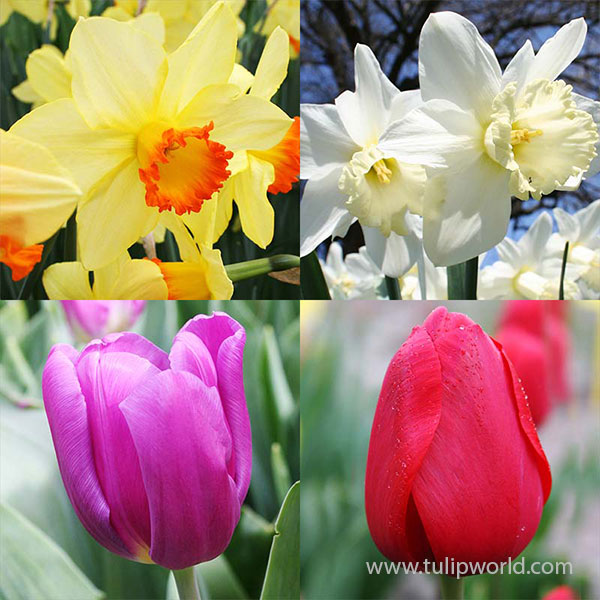 Landscapers Special Bulk Daffodils and Tulips Collection (400 bulbs)