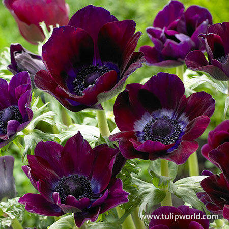 Meron Bordeaux Anemone anemone bulbs for sale, anemone bulbs for fall planting, black flowers, near black flowers, best cut flowers, unique flowers, gothic flowers 