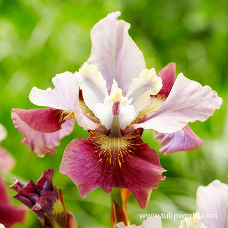 Painted Woman Siberian Iris siberian iris, iris bulbs, iris roots, pink iris, pink siberian iris, full sun perennials, moisture tolerant perennials, perennials for wet soils