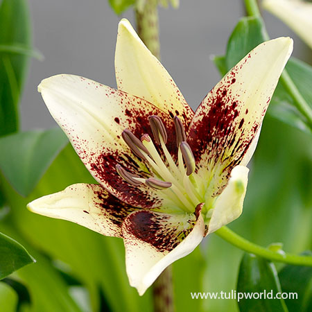Patricia's Pride Asiatic Lily