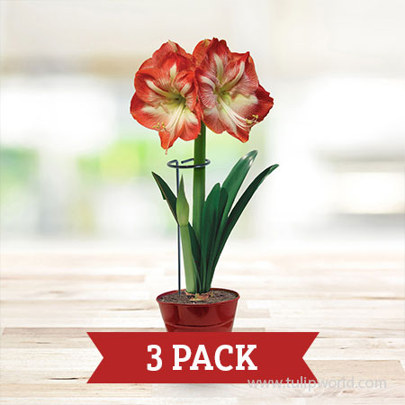 Plant Stakes - 3 Pack