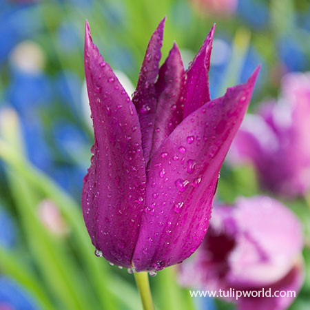 Purple Dream Lily Tulip