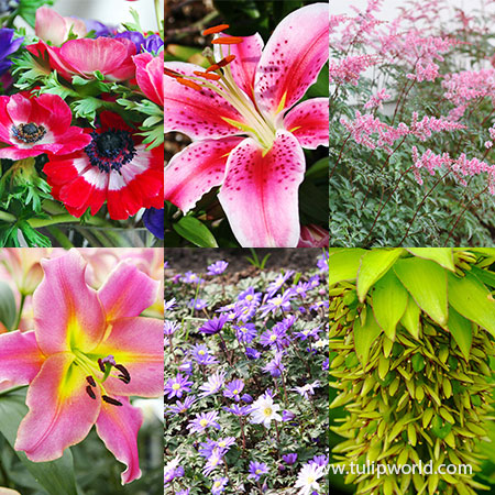 Sensational Summer Blooms Collection