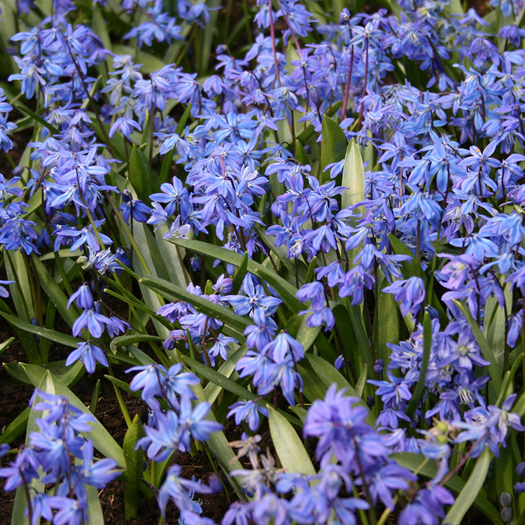 Siberian Squill Landscape Pack 