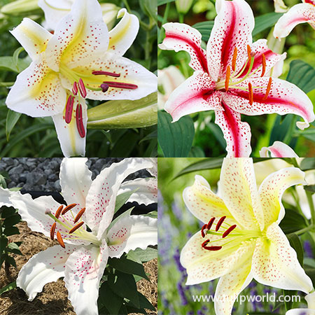 Spotty Garden Party Lily Collection
