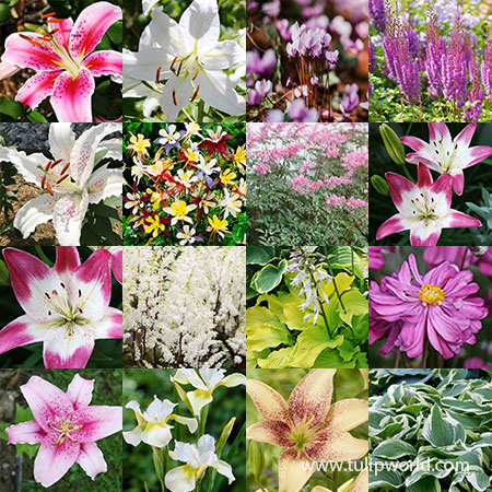 Summer Flowering Lily and Perennial Sampler Pack