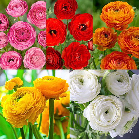 Tecolote® Ranunculus Collection