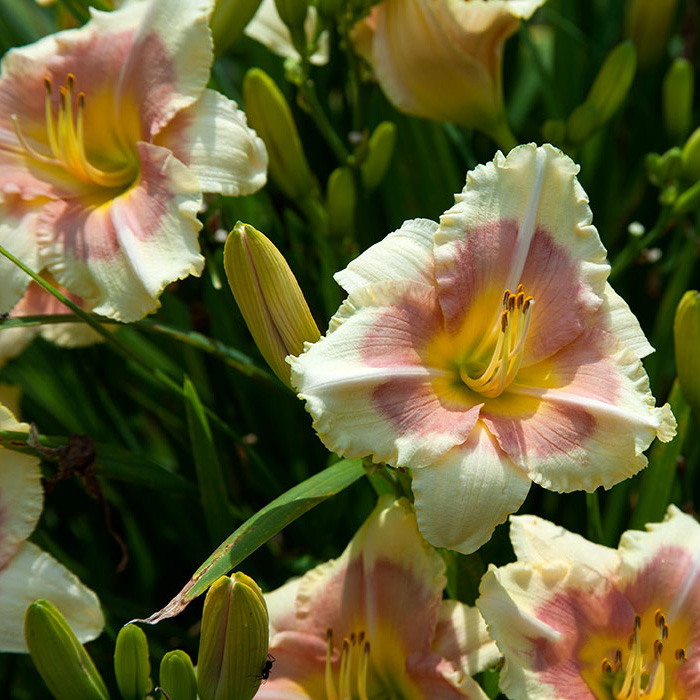 When My Sweetheart Returns Reblooming Daylily 