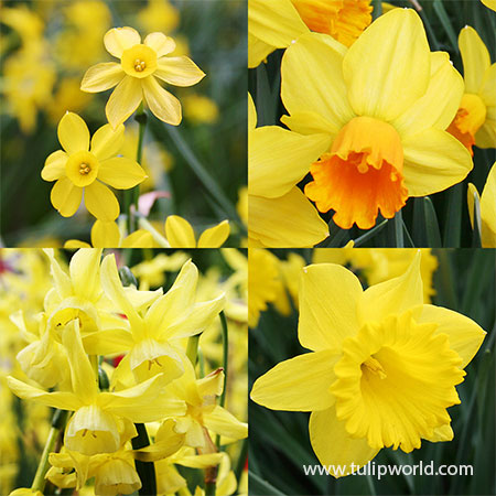 Yellow Daffodil Collection