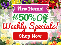 Up To 50% OFF Fall Bulb Specials!