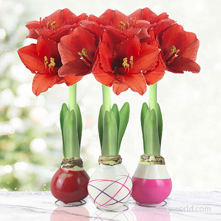 Be My Valentine Waxed Amaryllis Collection (3-pack) Be My Valentine Waxed Amaryllis Collection, Amaryllis Bulbs 3-Pack, Hand-Dipped in Wax, Unique Gifts, Easy To Grow