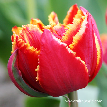 Crystal Beauty Fringed Double Tulip