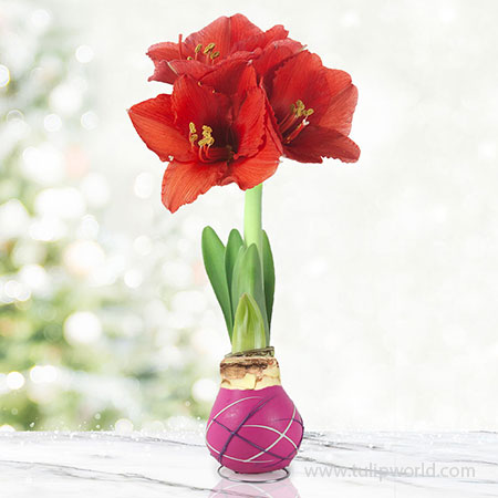 Cupids Arrow Picasso Waxed Amaryllis Pink Waxed Amaryllis, Unique Holiday Gift, Hand-Dipped Wax Covered Bulb, Holiday Flowers