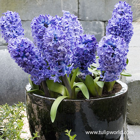Delft Blue Hyacinths Pre-Chilled