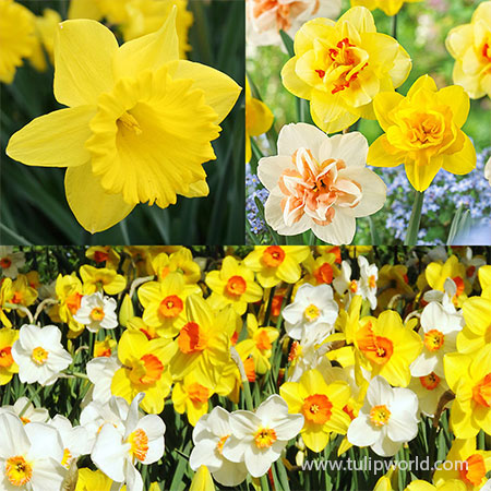 Dynamic Daffodil Collection