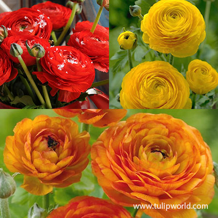 Glowing Ranunculus Collection 