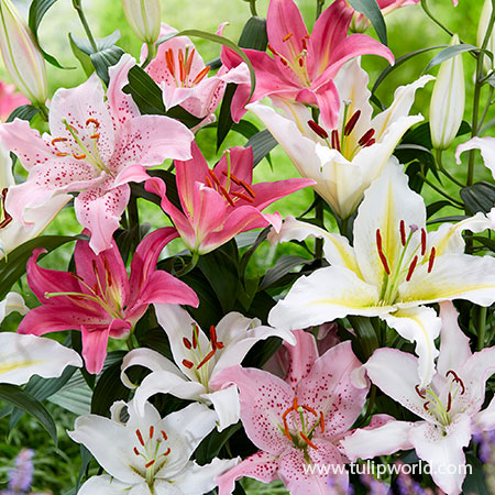 Mixed Oriental Lilies 