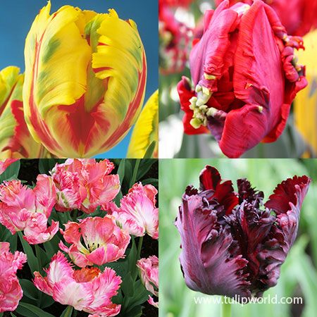 Parrot Tulip Collection