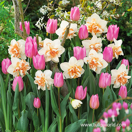Pink Tulip &amp; Daffodil Blend