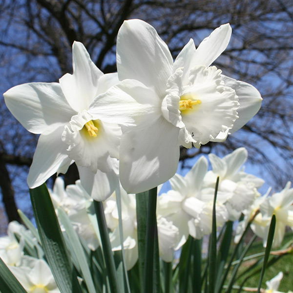 White Daffodil Mount Hood 100 bulbs 