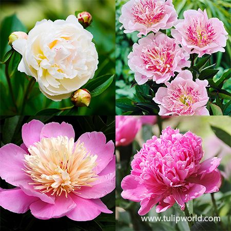 White and Pink Peony Collection peonies season, peony online, best place to buy peonies, planting bare root peonies, peonies for sale, peony bulbs for sale, peonies for delivery, 