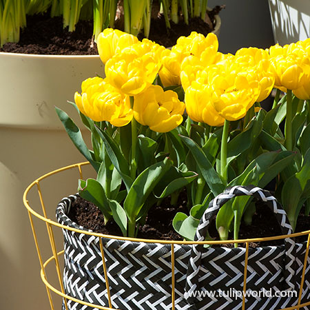 Yellow Pomponette Tulip Pre-Chilled