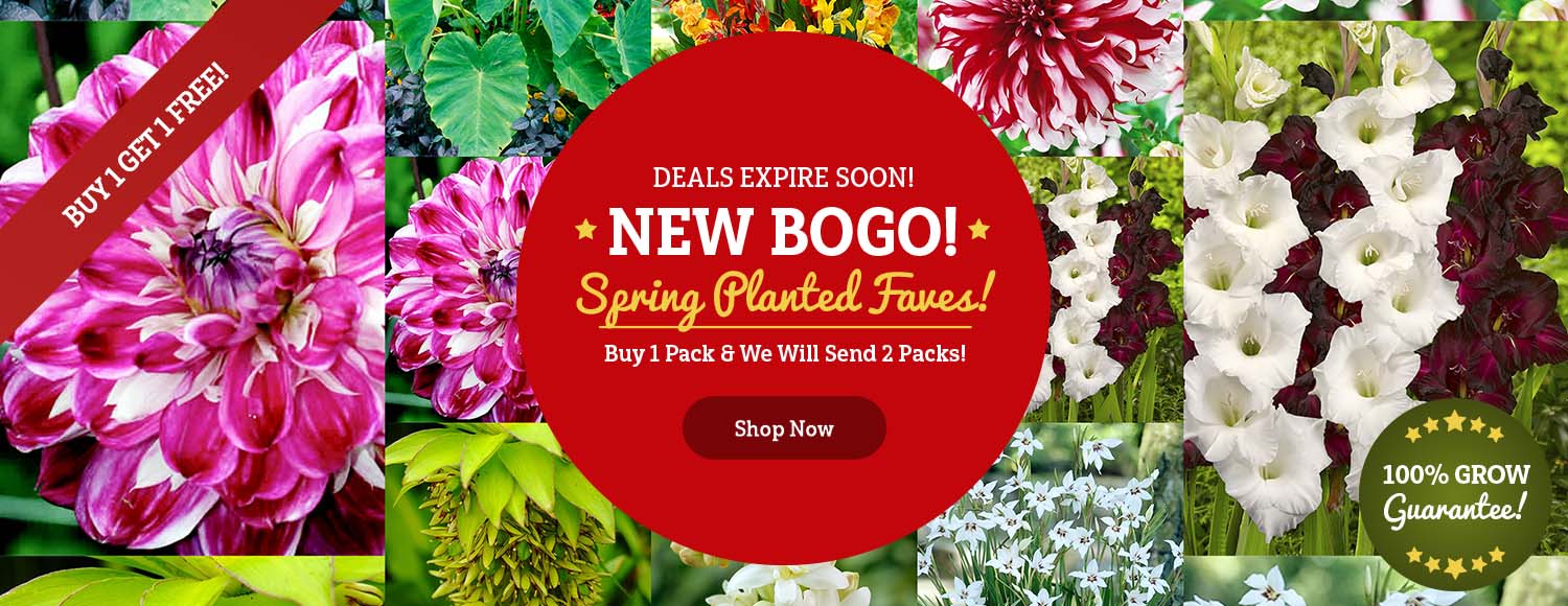 Buy 1 Get 1 FREE Spring Planted Bulbs!