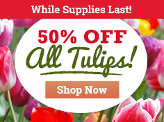 50+% OFF ALL Tulips!
