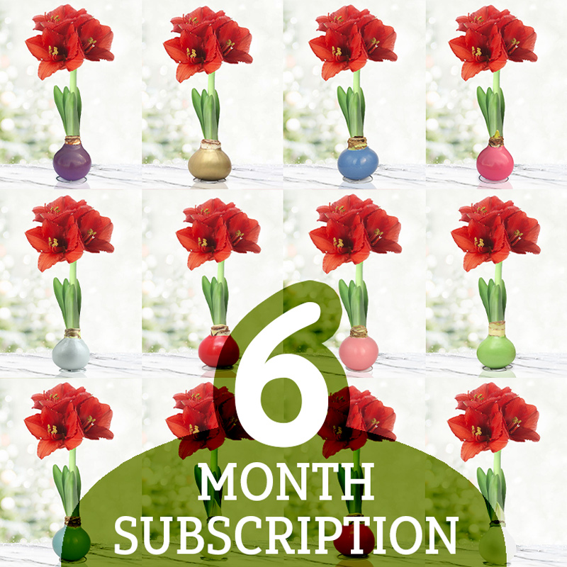 6 Month Waxed Amaryllis Subscription waxed amaryllis, plant subscription gift, waxed amaryllis subscription, wax dipped amaryllis  bulb subscription, waxed amaryllis bulbs, flower gifts, best flower subscription