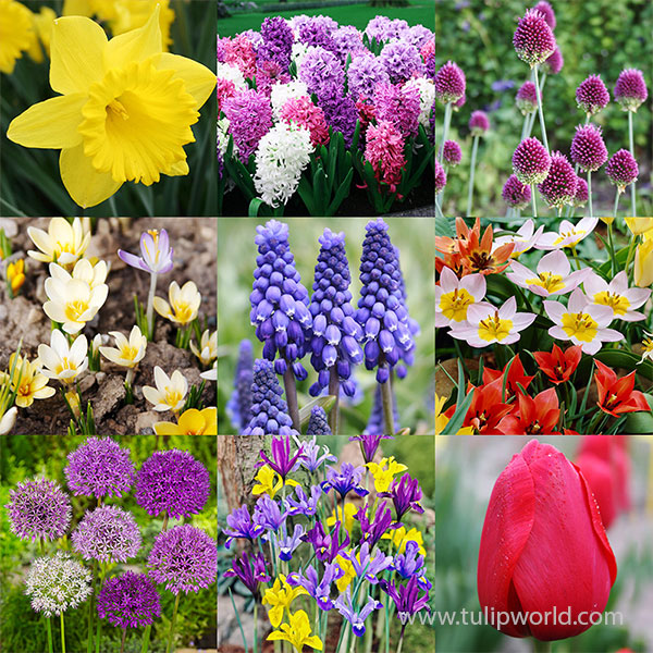 60 Days of Spring Blooms Garden Collection