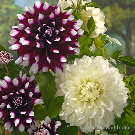 A Perfect Day Dahlia Mix