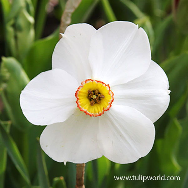 Actaea Recurvus Narcissus