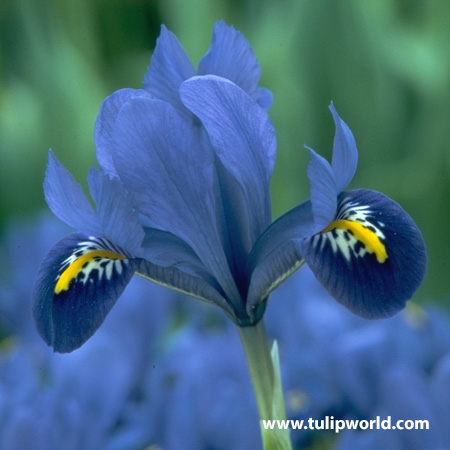 Aida Reticulata Iris 