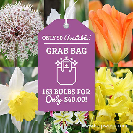 All Spring Blooming Grab Bag