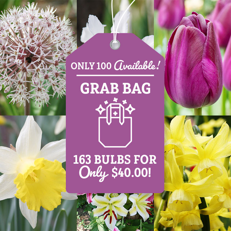 All Spring Blooming Grab Bag