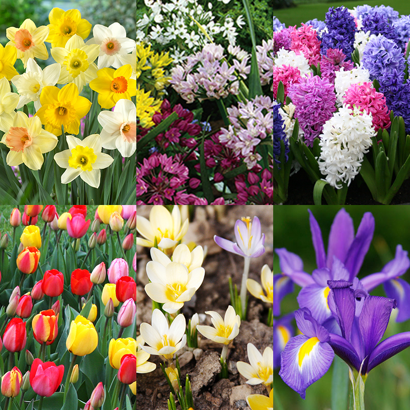 All Spring Blooms Value Collection