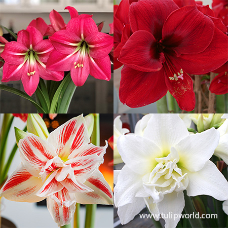 Amaryllis Assortment Indoor Kit