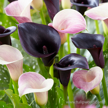 Angel in the Night Calla Lily Mix