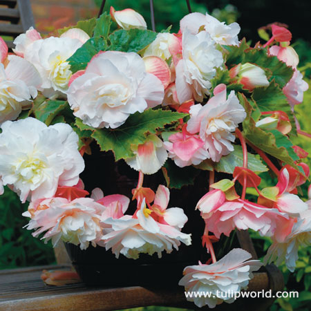 Angelique Fragrant Begonia 