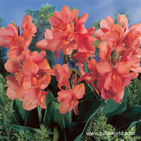 Canna Lily Varieties: 33 Different Types of Canna Lilies