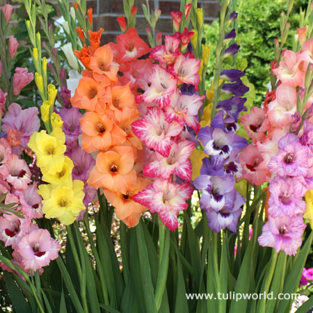 April in Paris Pastel Gladiolus Mix