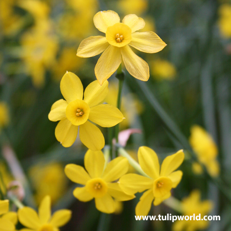 Baby Moon Daffodil Narcissus 