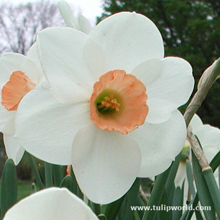 Bell Song Daffodil Narcissus 