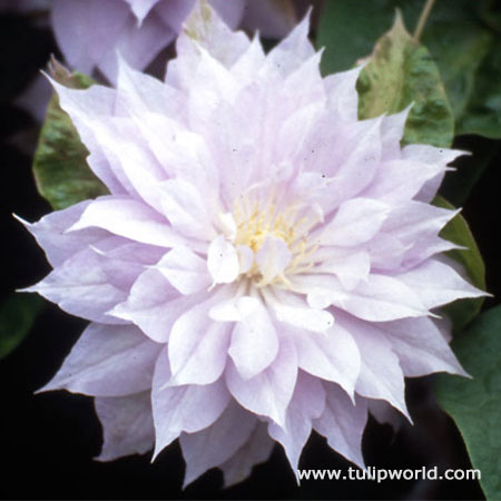 Belle of Woking Clematis Vine 