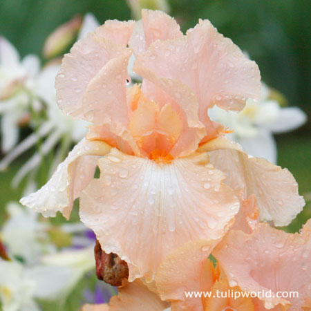 Beverly Sills Reblooming Iris 