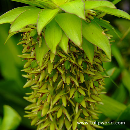 Bicolor Eucomis - (Pineapple Lily)