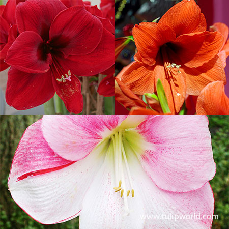 Pink Amaryllis Bulbs For Sale Online