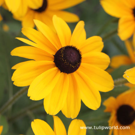 Black Eyed Susan - Rudbeckia Goldstrum 