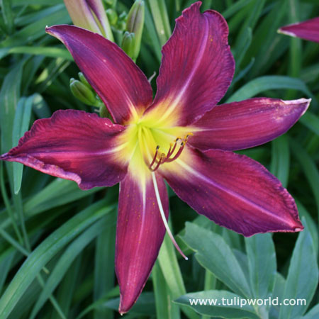 Black Prince Purple Daylily 